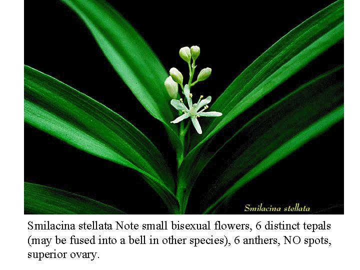 Smilacina stellata Note small bisexual flowers, 6 distinct tepals (may be fused into a