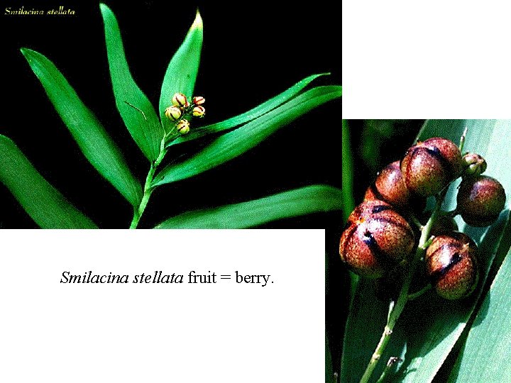 Smilacina stellata fruit = berry. 