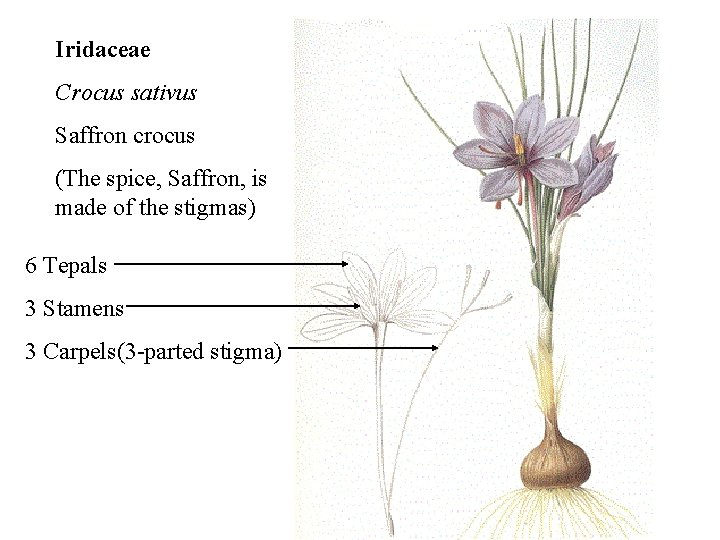 Iridaceae Crocus sativus Saffron crocus (The spice, Saffron, is made of the stigmas) 6