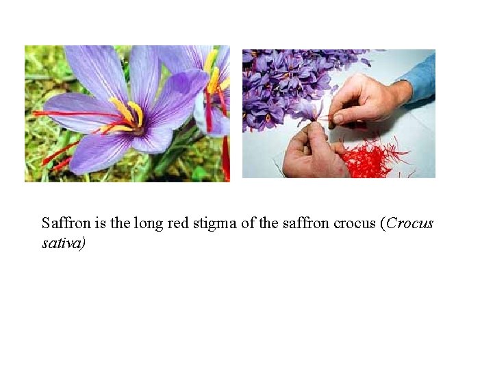 Saffron is the long red stigma of the saffron crocus (Crocus sativa) 