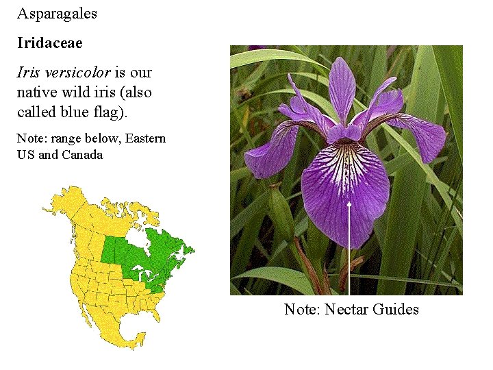 Asparagales Iridaceae Iris versicolor is our native wild iris (also called blue flag). Note: