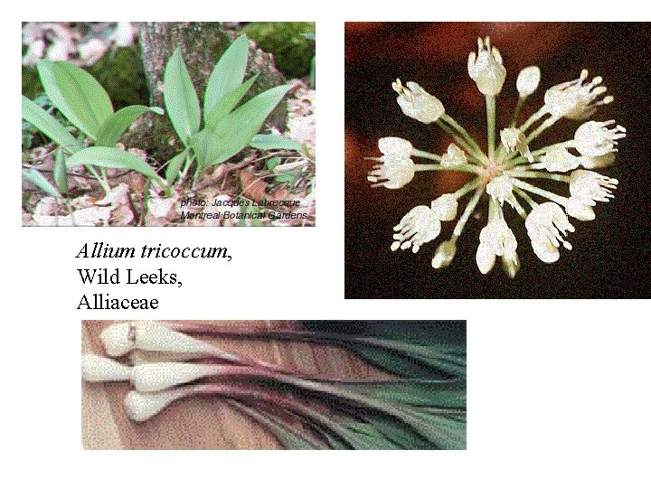 Allium tricoccum, Wild Leeks, Alliaceae 