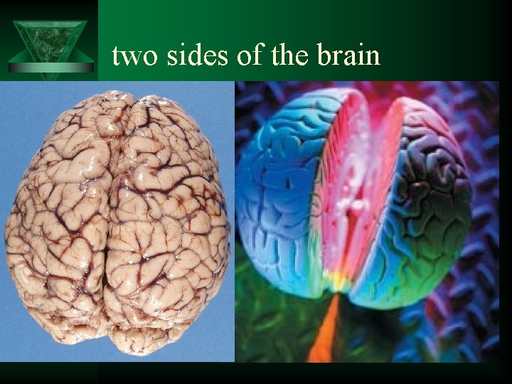 two sides of the brain 