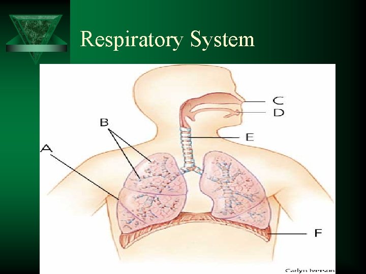 Respiratory System 