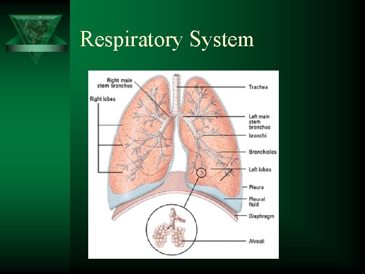 Respiratory System 