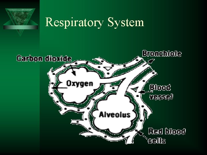 Respiratory System 