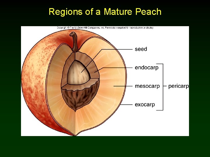 Regions of a Mature Peach Regions of a Mature Peach