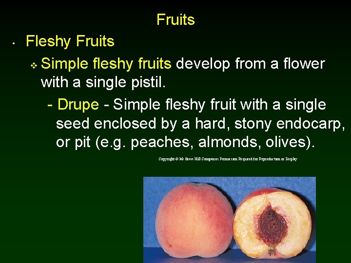 Fruits • Fleshy Fruits v Simple fleshy fruits develop from a flower with a Fruits • Fleshy Fruits v Simple fleshy fruits develop from a flower with a