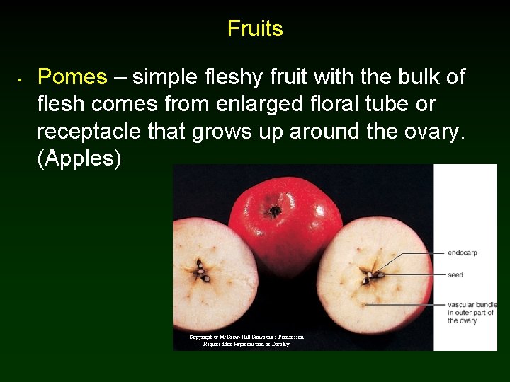 Fruits • Pomes – simple fleshy fruit with the bulk of flesh comes from Fruits • Pomes – simple fleshy fruit with the bulk of flesh comes from