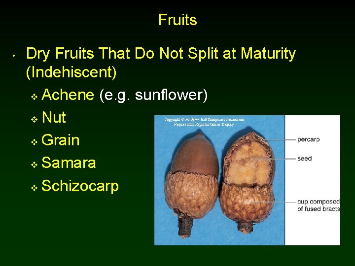 Fruits • Dry Fruits That Do Not Split at Maturity (Indehiscent) v Achene (e. Fruits • Dry Fruits That Do Not Split at Maturity (Indehiscent) v Achene (e.