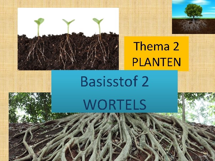 Thema 2 PLANTEN Basisstof 2 WORTELS 