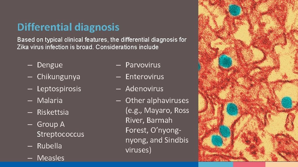 Differential diagnosis Based on typical clinical features, the differential diagnosis for Zika virus infection