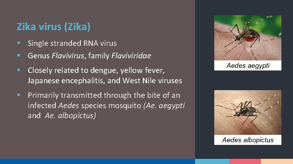 Zika virus (Zika) § Single stranded RNA virus § Genus Flavivirus, family Flaviviridae §