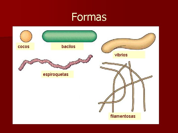 Formas cocos bacilos vibrios espiroquetas filamentosas 