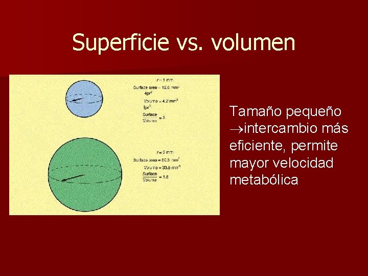 Superficie vs. volumen Tamaño pequeño intercambio más eficiente, permite mayor velocidad metabólica 