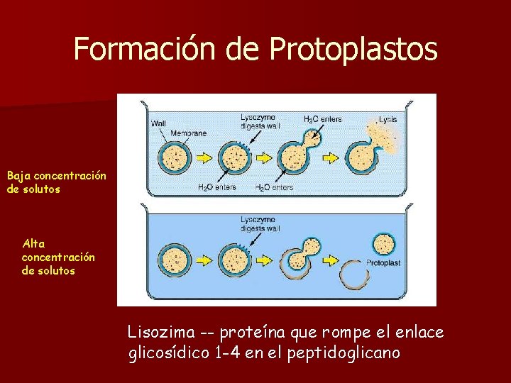 Formación de Protoplastos Baja concentración de solutos Alta concentración de solutos Lisozima -- proteína