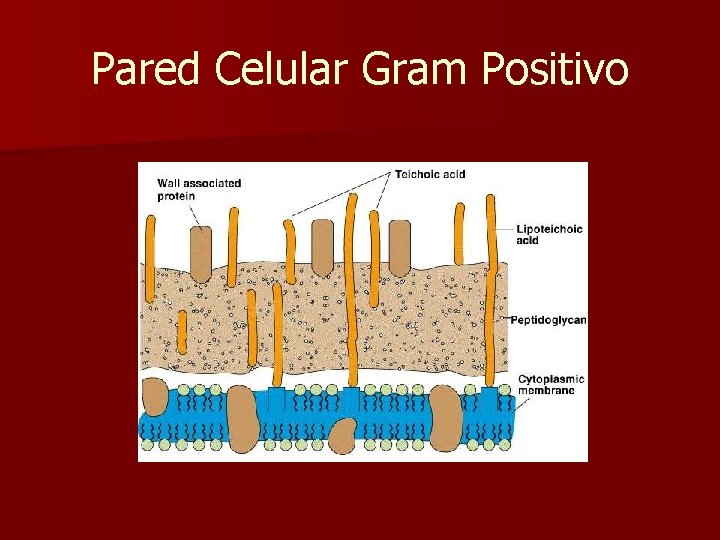 Pared Celular Gram Positivo 