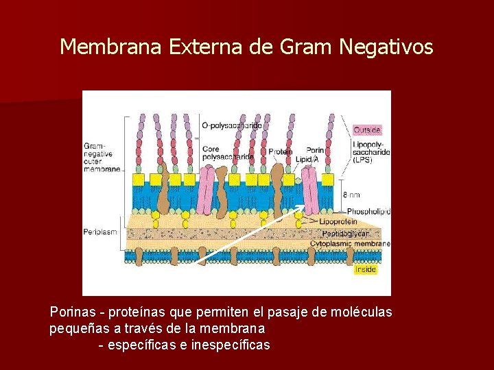 Membrana Externa de Gram Negativos Porinas - proteínas que permiten el pasaje de moléculas