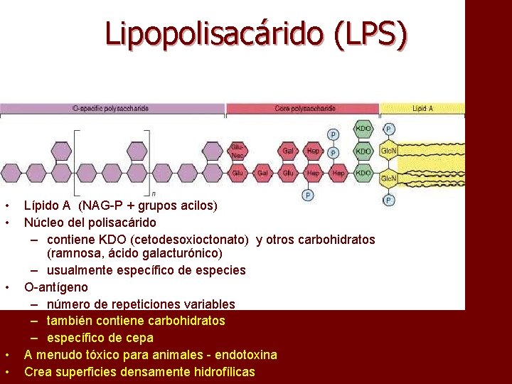 Lipopolisacárido (LPS) • • • Lípido A (NAG-P + grupos acilos) Núcleo del polisacárido