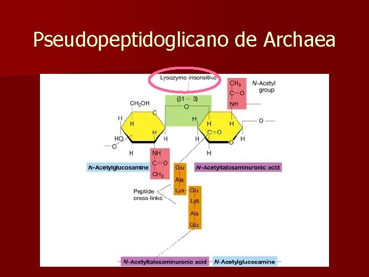 Pseudopeptidoglicano de Archaea 