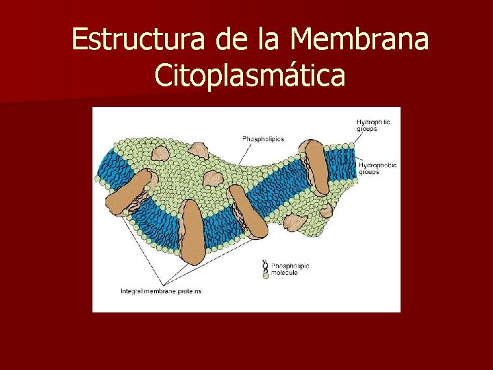 Estructura de la Membrana Citoplasmática 