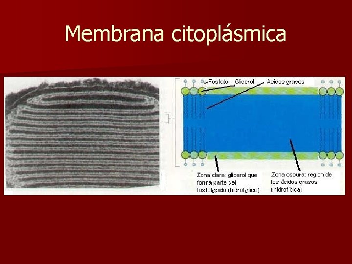 Membrana citoplásmica 