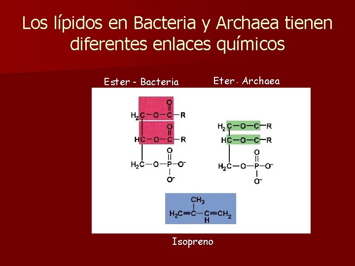 Los lípidos en Bacteria y Archaea tienen diferentes enlaces químicos Ester - Bacteria Isopreno