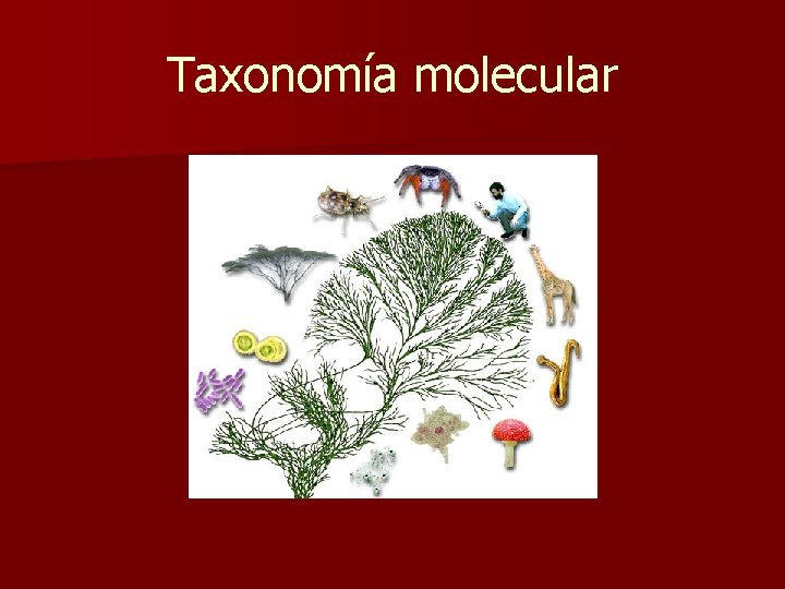 Taxonomía molecular 