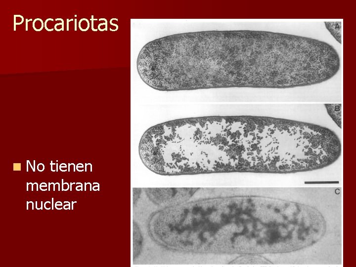 Procariotas n No tienen membrana nuclear 