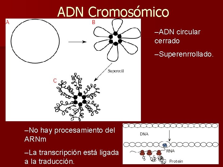 ADN Cromosómico –ADN circular cerrado –Superenrrollado. –No hay procesamiento del ARNm –La transcripción está