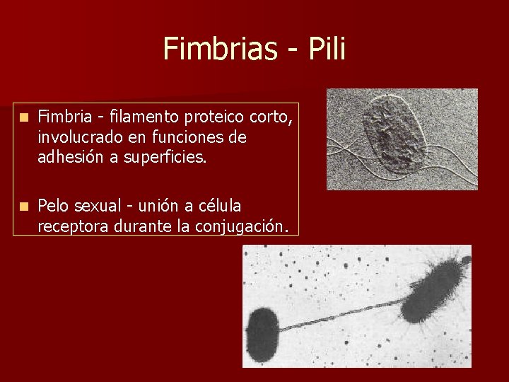 Fimbrias - Pili n Fimbria - filamento proteico corto, involucrado en funciones de adhesión