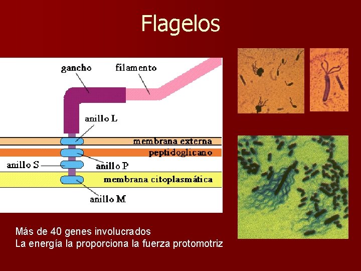 Flagelos Más de 40 genes involucrados La energía la proporciona la fuerza protomotriz 