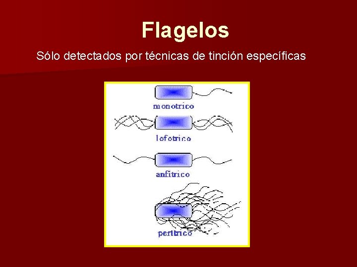 Flagelos Sólo detectados por técnicas de tinción específicas 