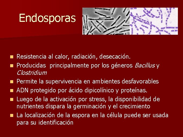 Endosporas Resistencia al calor, radiación, desecación. n Producidas principalmente por los géneros Bacillus y