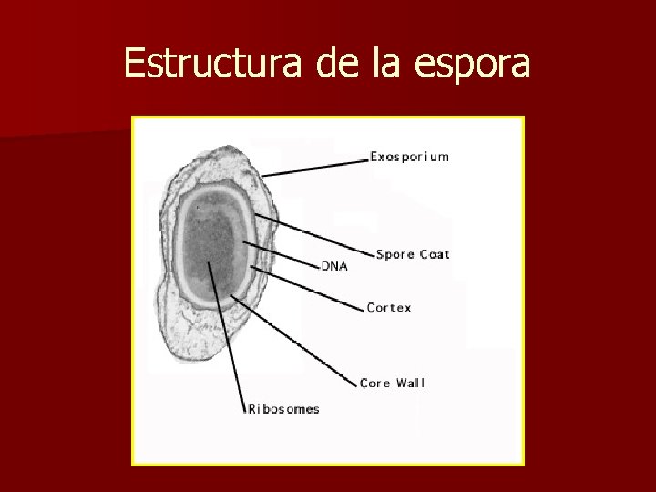 Estructura de la espora 