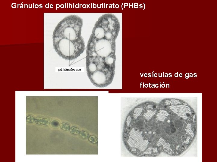 Gránulos de polihidroxibutirato (PHBs) vesículas de gas flotación 