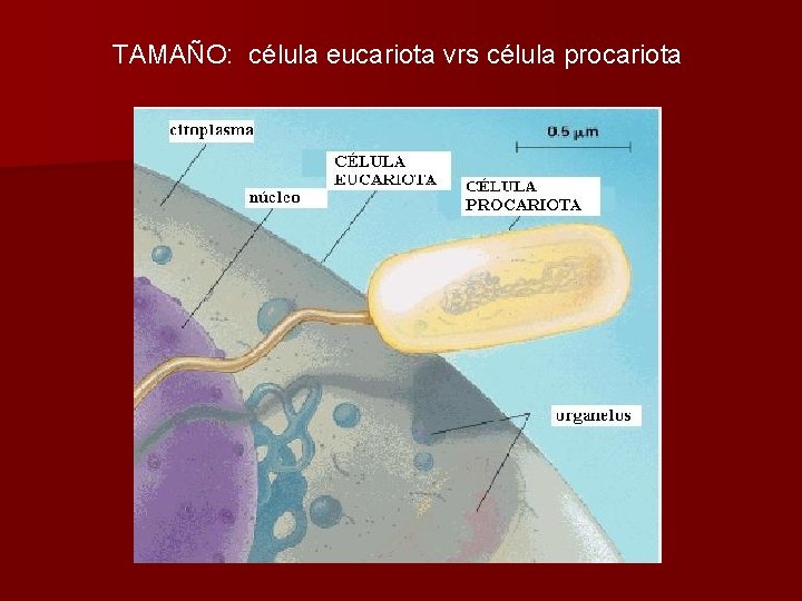 TAMAÑO: célula eucariota vrs célula procariota 
