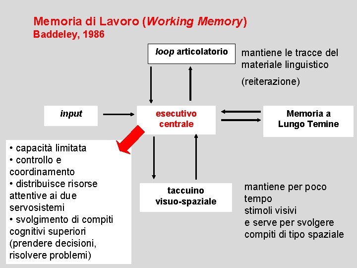 Memoria di Lavoro (Working Memory) Baddeley, 1986 loop articolatorio mantiene le tracce del materiale