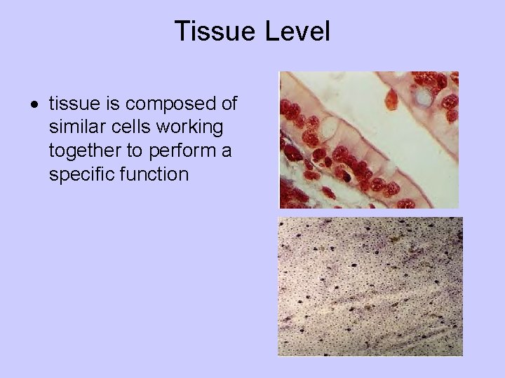 Tissue Level tissue is composed of similar cells working together to perform a specific