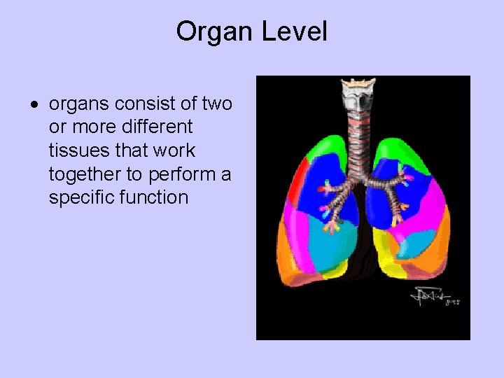 Organ Level organs consist of two or more different tissues that work together to