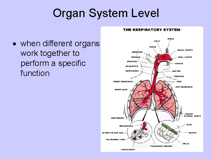 Organ System Level when different organs work together to perform a specific function 