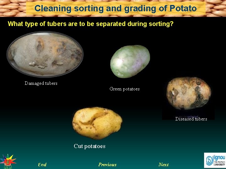 Cleaning sorting and grading of Potato What type of tubers are to be separated