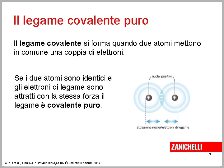 Il legame covalente puro Il legame covalente si forma quando due atomi mettono in