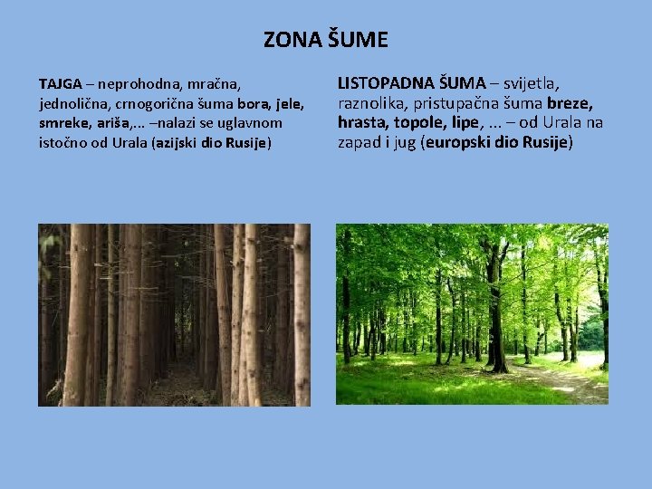 ZONA ŠUME TAJGA – neprohodna, mračna, jednolična, crnogorična šuma bora, jele, smreke, ariša, .