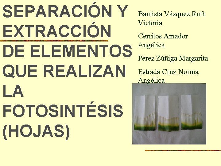 SEPARACIÓN Y EXTRACCIÓN DE ELEMENTOS QUE REALIZAN LA FOTOSINTÉSIS (HOJAS) Bautista Vázquez Ruth Victoria