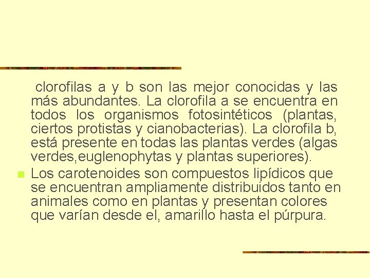 n clorofilas a y b son las mejor conocidas y las más abundantes. La n clorofilas a y b son las mejor conocidas y las más abundantes. La