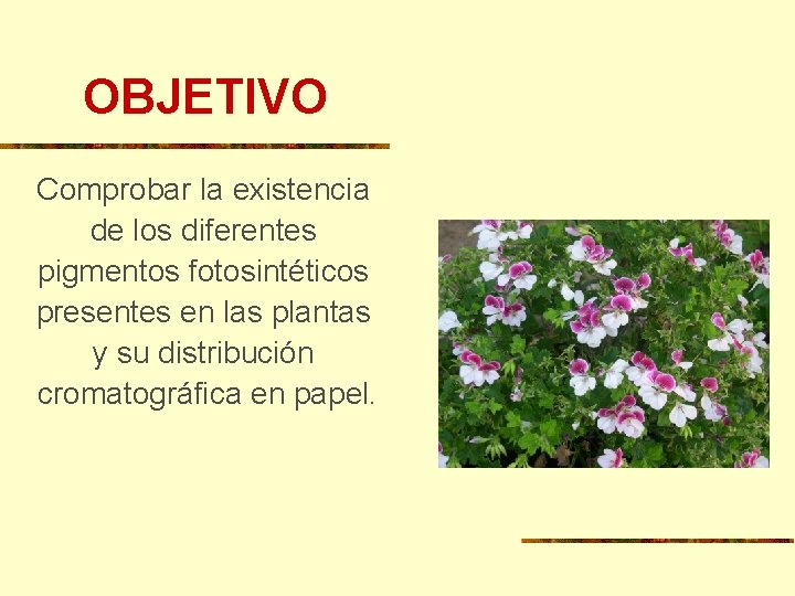 OBJETIVO Comprobar la existencia de los diferentes pigmentos fotosintéticos presentes en las plantas y