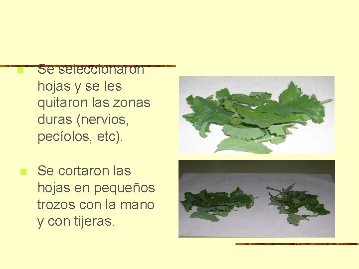 n Se seleccionaron hojas y se les quitaron las zonas duras (nervios, pecíolos, etc).