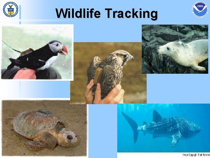 Wildlife Tracking 