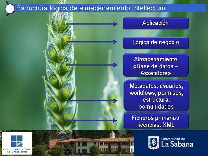 Estructura lógica de almacenamiento Intellectum Aplicación Lógica de negocio Almacenamiento «Base de datos –